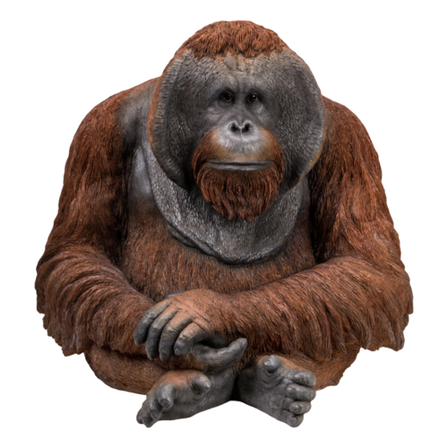 Orang-Utan