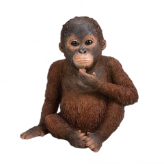 Orang-Utan Baby